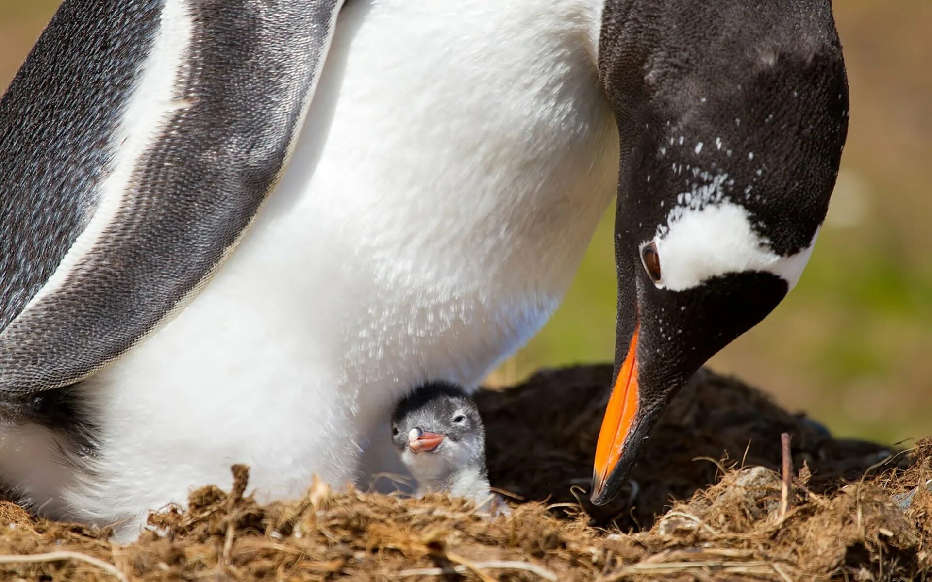 Гнездо Императорского пингвина. Императорский Пингвин высиживает яйцо. Пингвины высиживают птинца. Птенец пингвина.