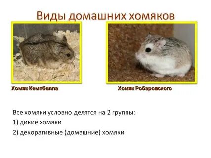 Тип развития хомяка сирийского