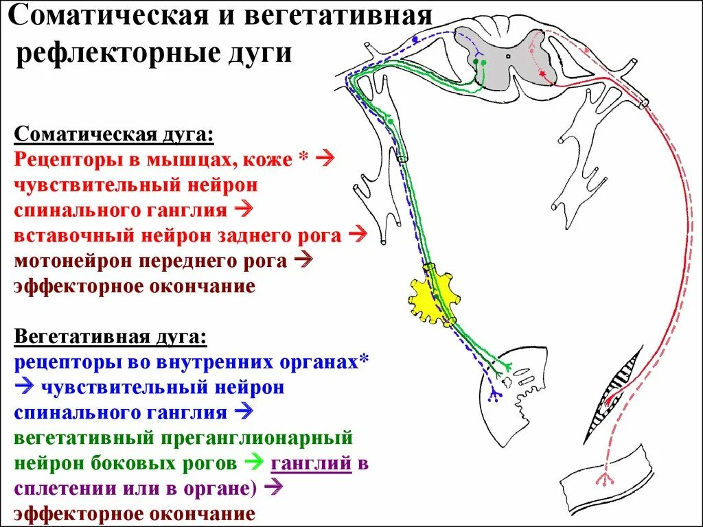 Рефлекторная дуга соматического и вегетативного рефлекса. Особенности строения соматической и вегетативной рефлекторных дуг. Отличие рефлекторной дуги вегетативного рефлексов. Строение рефлекторной дуги соматического и вегетативного рефлекса.