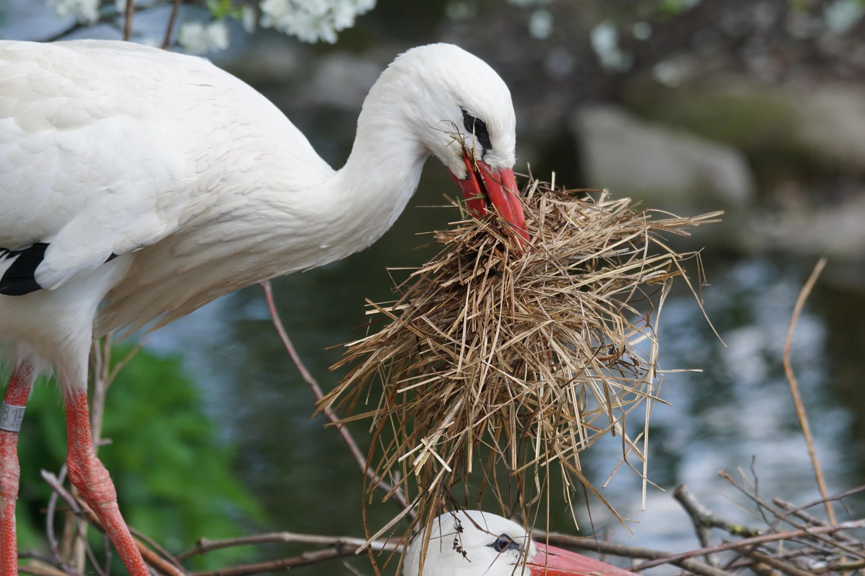 Белый журавль Стерх. Белый журавль гнездо. Аистообразные (Ciconiiformes). Белый Аист гнездо. Гнездо птицы аиста