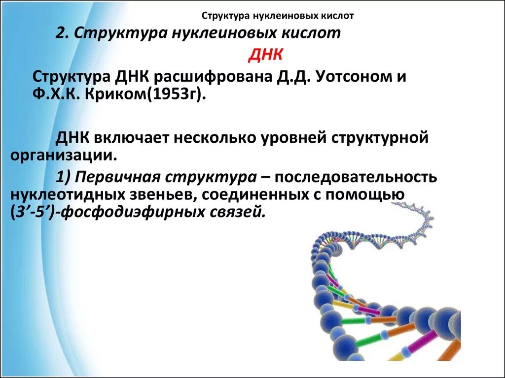 ДНК расшифровка. Нуклеиновые кислоты. Структура нуклеиновых кислот.