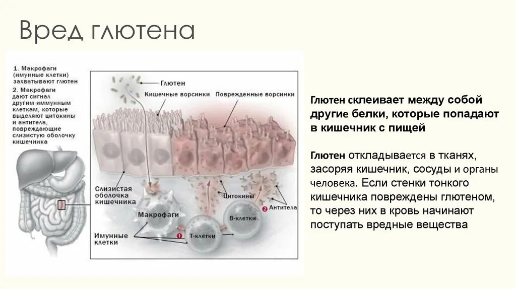 Глютен вред. Влияние глютена на организм человека. Глютен действие на организм. Польза и вред глютена на организм человека. Чем вреден глютен для организма