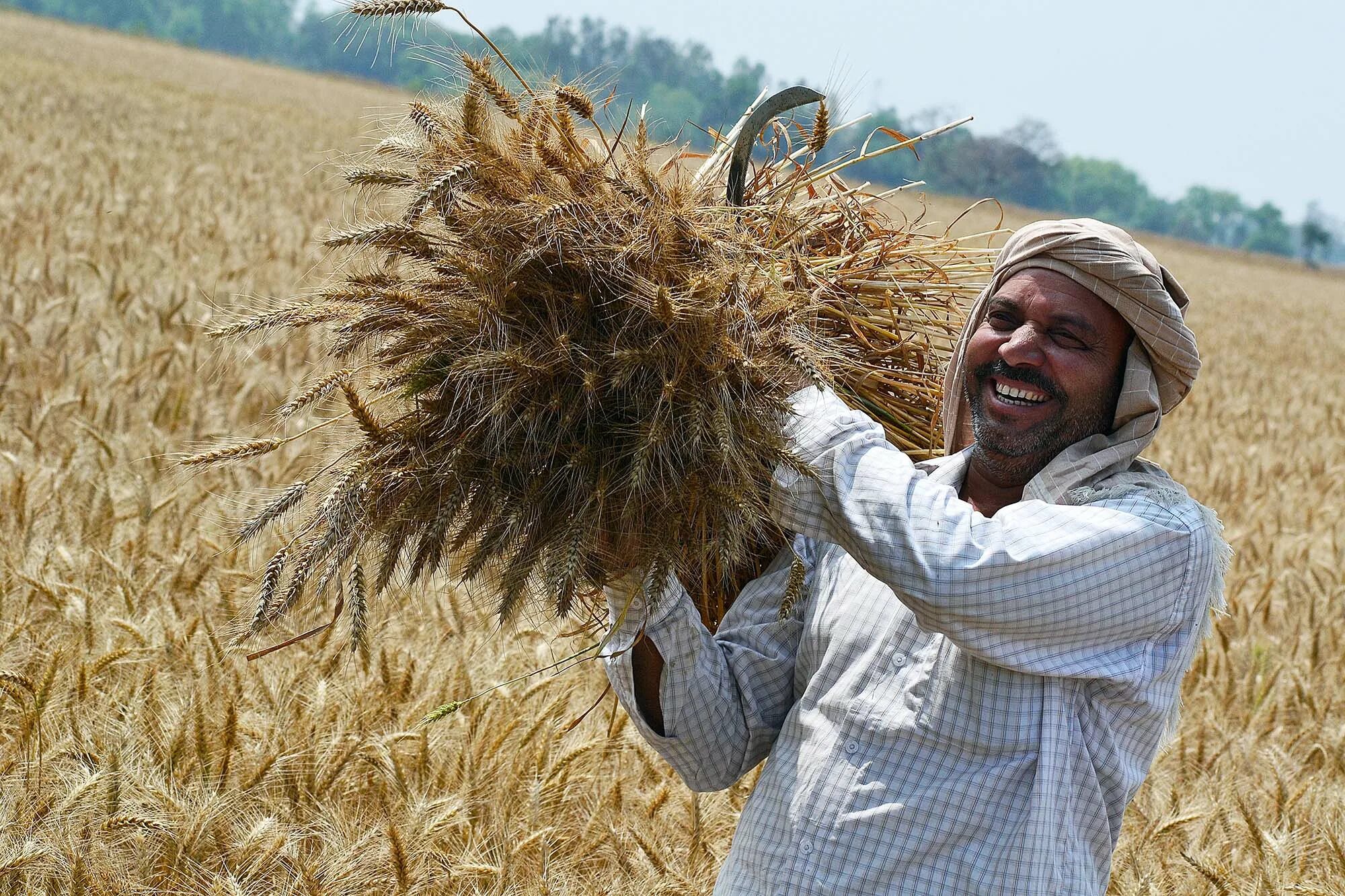 Урожай пшеницы. Фермер пшеница. Индия пшеница. Уборка пшеницы в Индии.