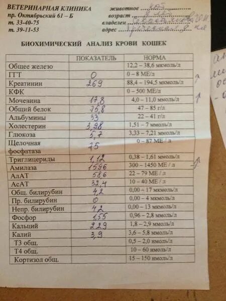 Сколько делают биохимию