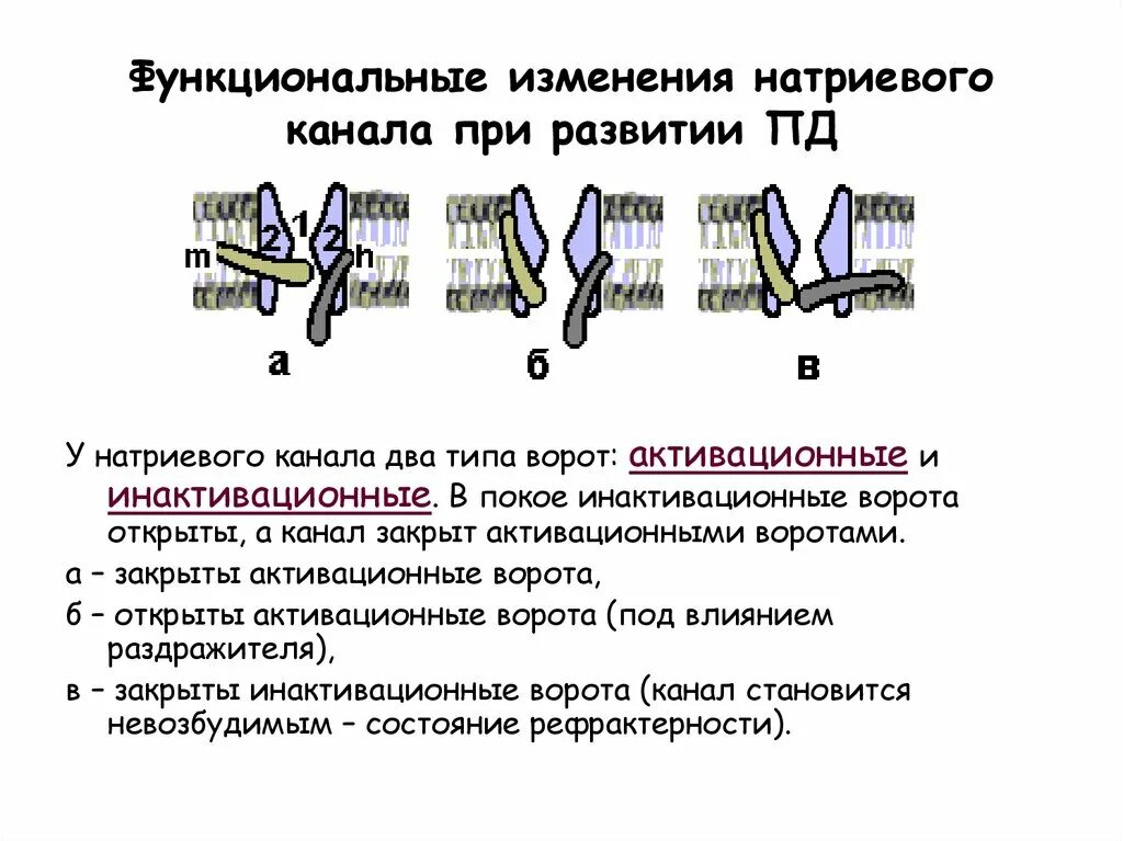 В каком сейчас положении находятся