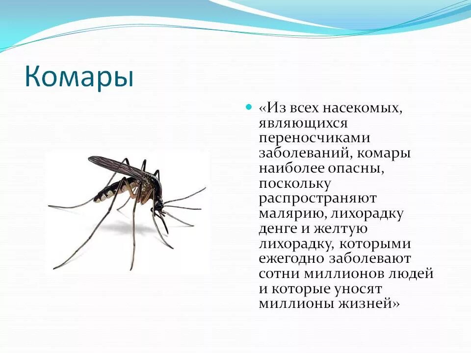 Комар какая среда. Комар одиночное или Общественное насекомое. Доклад про комаров 2 класс. Насекомые с описанием. Комар описание.