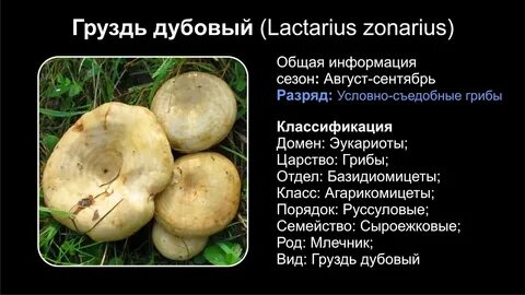 Груздь какой род