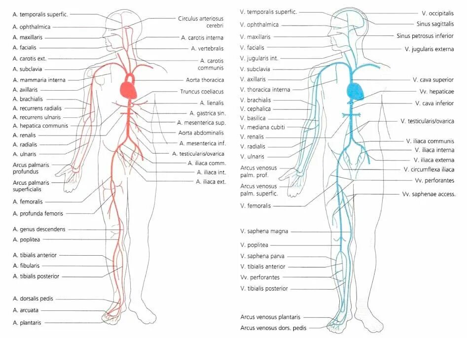 Вены и артерии схема. Венозная система человека схема. Артериальная и венозная система человека анатомия. Вены и артерии человека анатомия. Венозная система человека анатомия схема расположения.