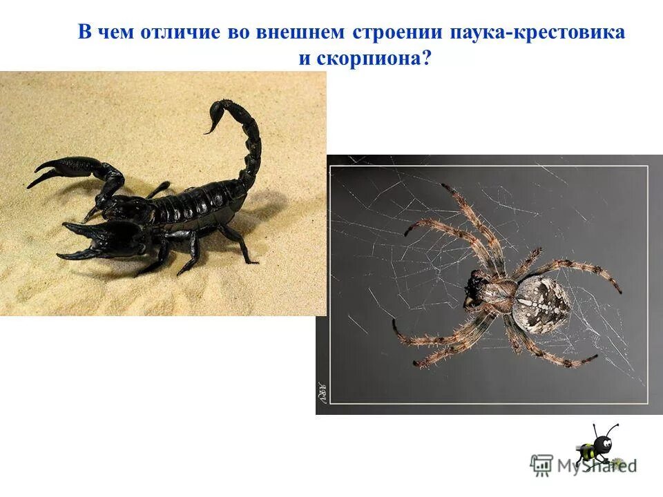 Отличие скорпионов от пауков. Скорпион насекомое описание. Паукообразные клещи членистоногие. Паукообразные отряд пауки. Характерные признаки скорпионов.