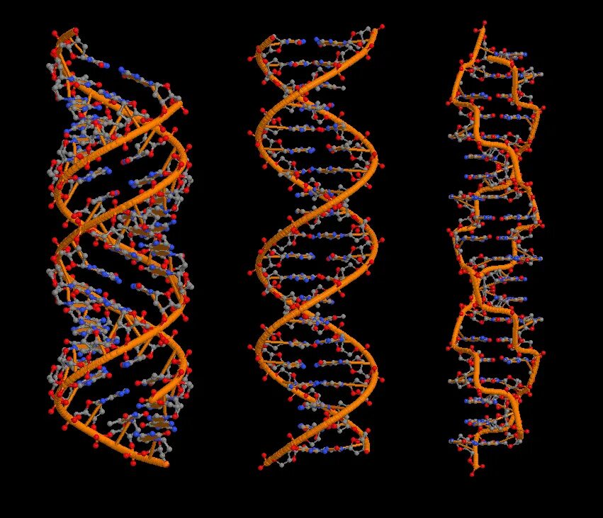 ДНК правозакрученная. Строение спирали ДНК. Борг - новая форма ДНК?. Молекула ДНК.