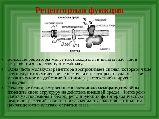 Рецепторная функция мембраны. Рецепторная функция клеточной оболочки. Функции рецепторов. Рецепторная функция белков мембраны.