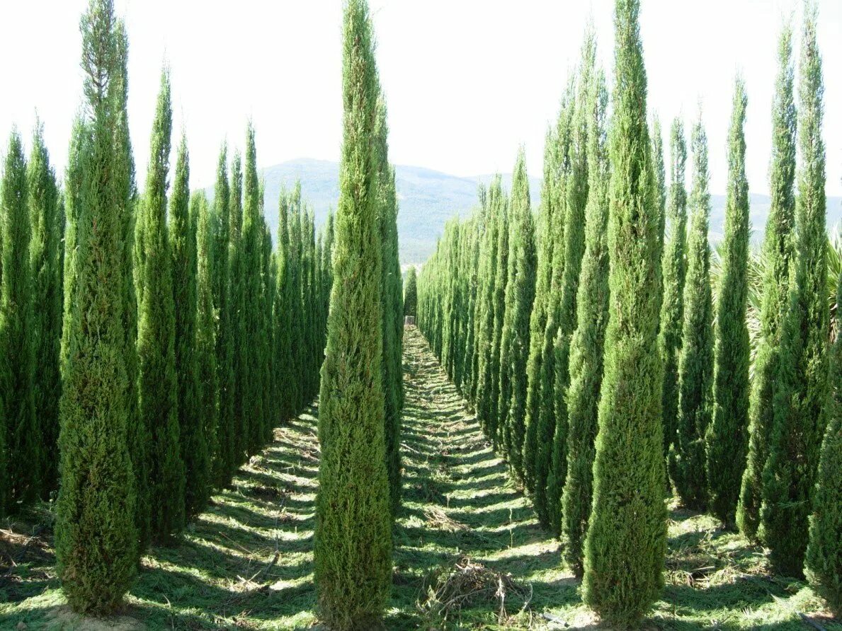Семейство вечнозеленых. Кипарис вечнозеленый колоновидный. Туя Смарагд спираль. Аллея кипарисов Тоскана. Туя Смарагд Тоскана.