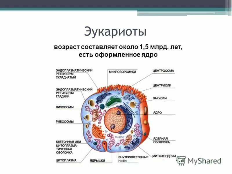 Организмы не имеющие оформленного ядра. Ядро эукариот. Эукариоты есть ядро. Оформленное ядро. Клетка имеет оформленное ядро.