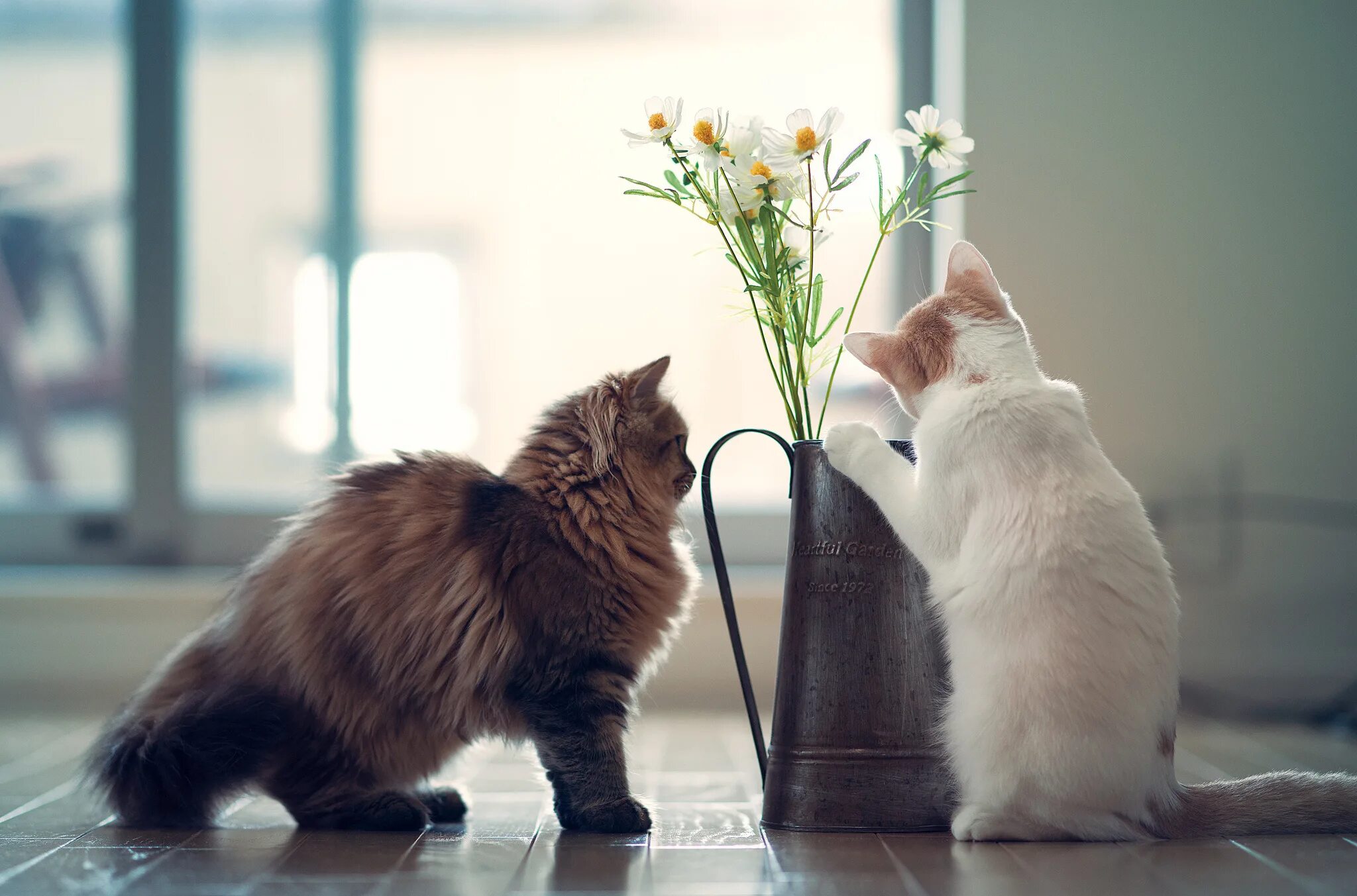 Ve cat