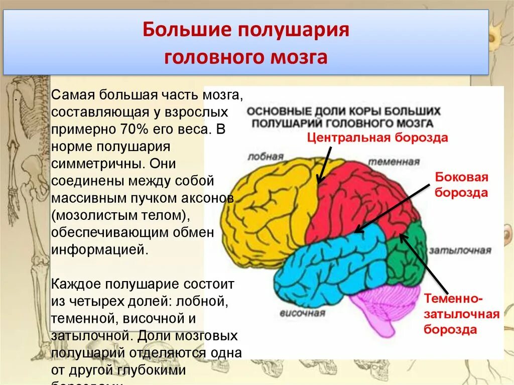 За что отвечает большое полушарие