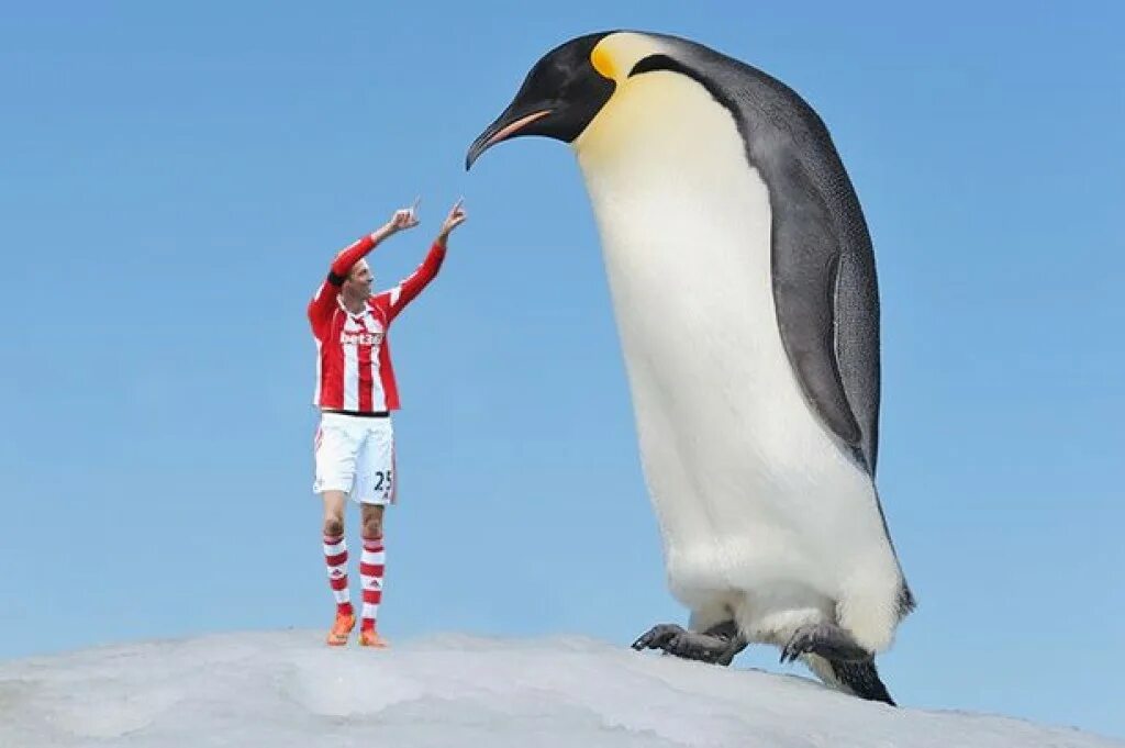 Императорский пингвин и человек рост. Пингвин aptenodytes demersa. Королевский пингвин рост. Королевский пингвин. Пингвин норденшельда.