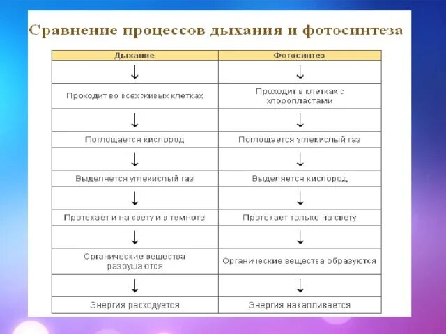 Сравнительная характеристика процессов дыхания и горения. Сравнение дыхания и горения таблица биология. Сходства процессов дыхания и горения. Дыхание и горение сходства и различия. Сравнение процессов фотосинтеза и дыхания где происходит