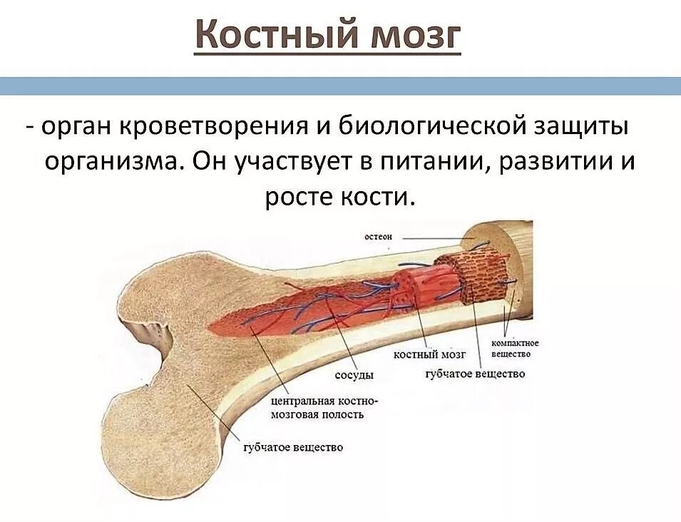 Красный костный мозг функции расположение. Анатомическое строение костного мозга. Строение кости надкостница кость. Строение кости костный мозг. Что будет если есть костный мозг