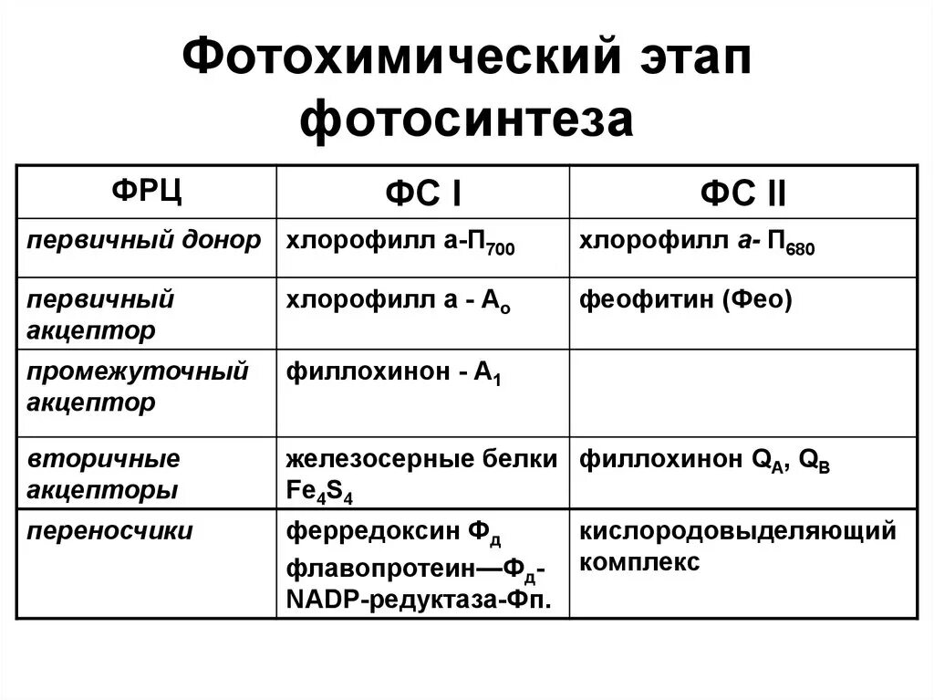 Таблица реакции фотосинтеза. Этапы фотосинтеза фотофизический фотохимический. Стадии процесса фотосинтеза. Основные продукты световой стадии фотосинтеза. Этапы световой фазы фотосинтеза кратко.