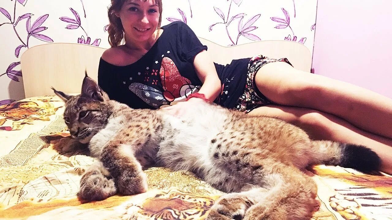Катя бобкэт. Бобкэт тв (bobcat тв). Bobcat tv катя. Катя бобкэт фото. Bobcat tv катя пятыжкина.