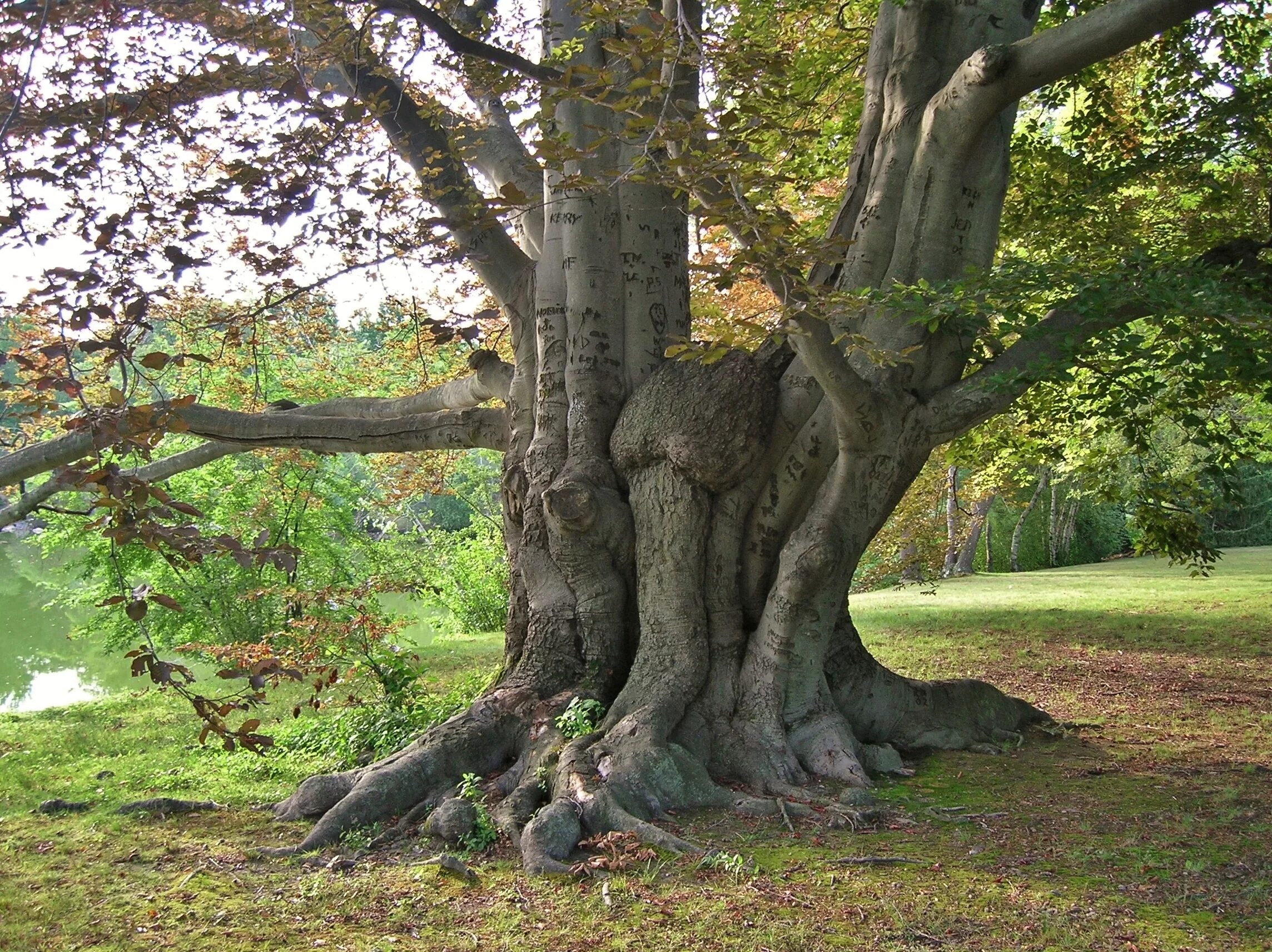 Дерево талий. Дерево european beech. бук в америке. бук лесной дерево. бук дерево в северной америке.