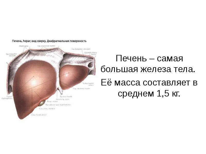 Печеночная железа строение. Большая печень это. Большая печень это. Строение печени. Самая большая железа пищеварительной системы.