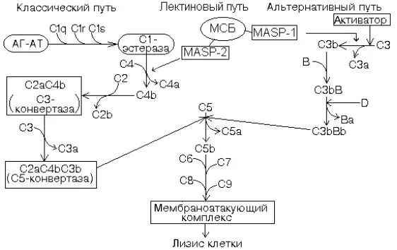 Комплекс комплемента. 3. Классический путь активации системы комплемента. Центральная фракция системы комплемента. Схема активации системы комплемента по классическому пути. Схема основных путей активации системы комплемента.