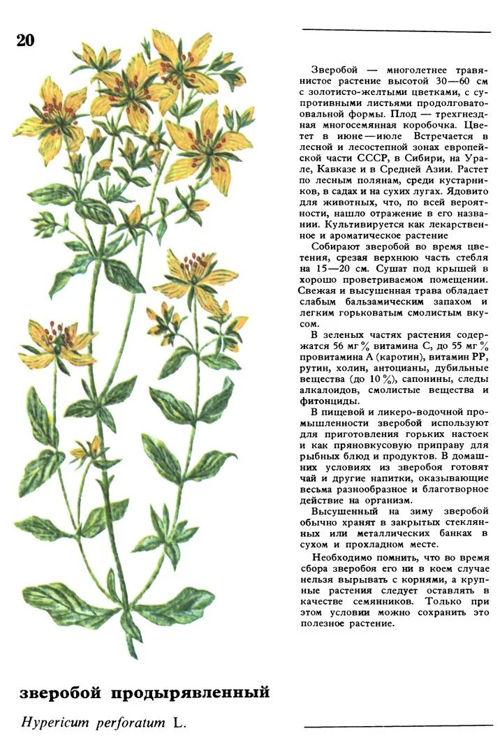 Зверобой как правильно