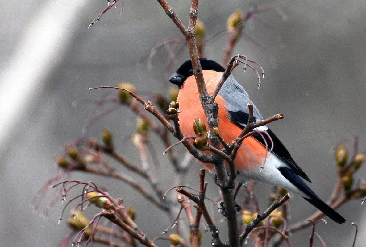 под окном снегири. снегири за окном. снегирь под окном. снегири. снегирь в природе зимой.