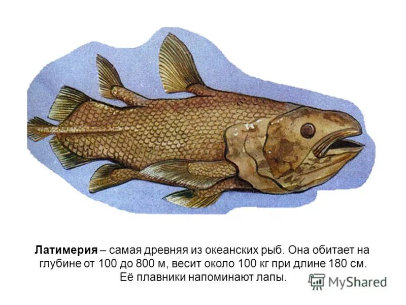 Latimeria menadoensis. Плакодермы дунклеостей. Лучеперые костистые рыбы. Древние костные рыбы. Древние рыбы.