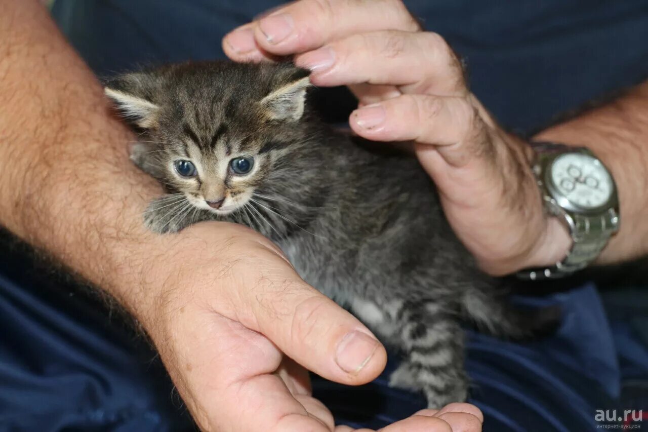 Как выглядит котенок в 1. Котенок 1 месяц. как выглядит котенок в 1 месяц. как выглядит котенок в 1 месяц фото. как выглядят пушистые котята в 1 месяц.
