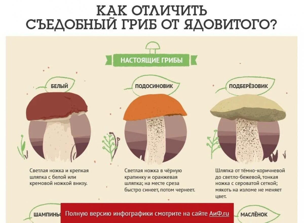 Как различить съедобные грибы от несъедобных. Распознать съедобные грибы от несъедобных. Как отличить съедобные грибы от несъедобных грибов. Как отличить съедобный гриб от несъедобного. Как определить как отличить