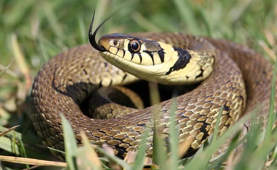 Grass snake. Змея уж обыкновенный. Уж обыкновенный - змея неядовитая. Уж обыкновенный в Ростовской области. Бразильский капюшончатый уж.