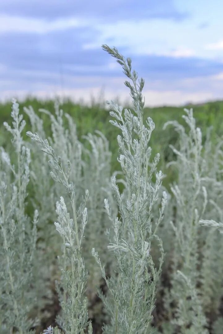Полынь баргузинская — artemisia bargusinensis. Палынь. Полынь горькая (artemísia absínthium). Полынь мелколистная. Полынь мелколистная.