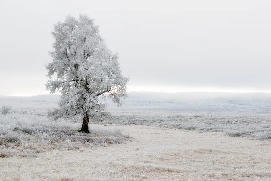 Cold region. Якутск пейзаж. Ючюгей. Таня, Оймяконский район. Покрытые инеем скалы уходили в неясную даль.