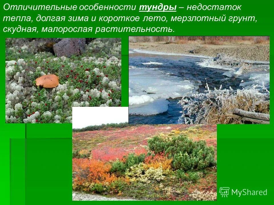 природная зона тундра климат. отличительные особенности тундры. природный комплекс тундры. характерные природные зоны тундра. тундра краткая характеристика природной зоны.