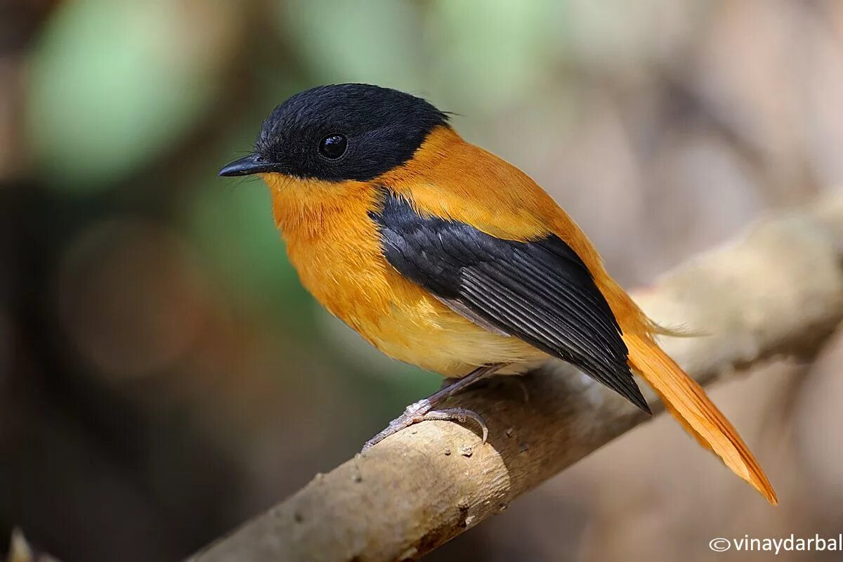 Птица оранжево серая. Оранжевая птица. Сине оранжевая птица. Оранжево синяя птичка. Птица маленькая синяя с оранжевым.