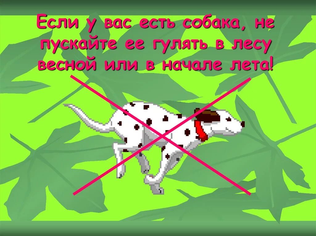 Как гулять с собакой весной. Собака весной. Собака гуляет в лесу весной. Отпущенная собака в лесу.