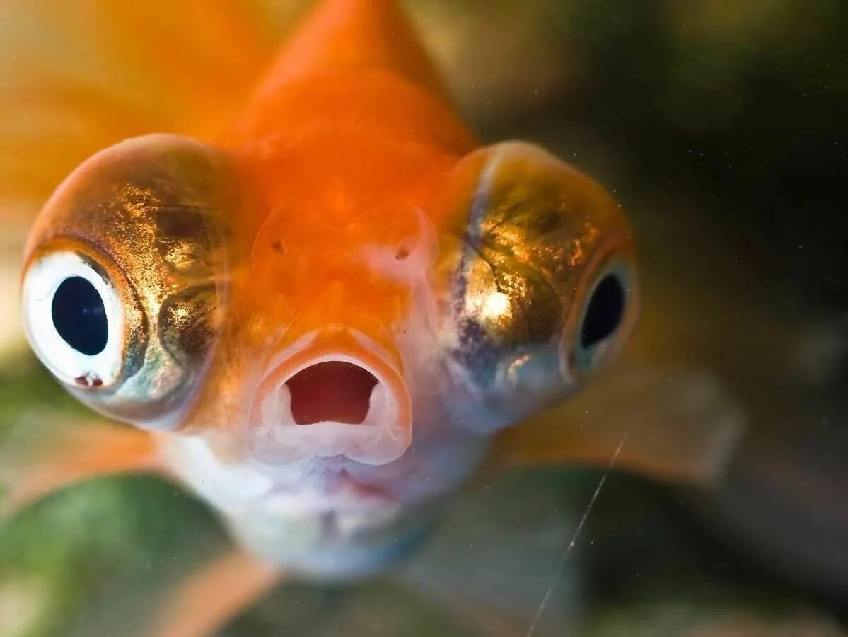 Глазки рыбок. Аквариумная рыбка телескоп Звездочет. Рыбка Циклоп аквариумная. Рыба с выпученными глазами. Рыбка с выпуклыми глазами.
