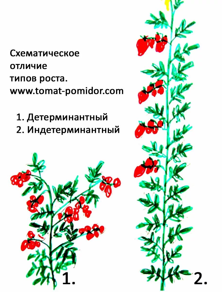 Лучшие детерминантные сорта томатов. Помидоры детерминантные и индетерминантные. детерминантные сорта томатов что это такое. томаты куст индетерминантный. индетерминантный сорт томатов что это такое.