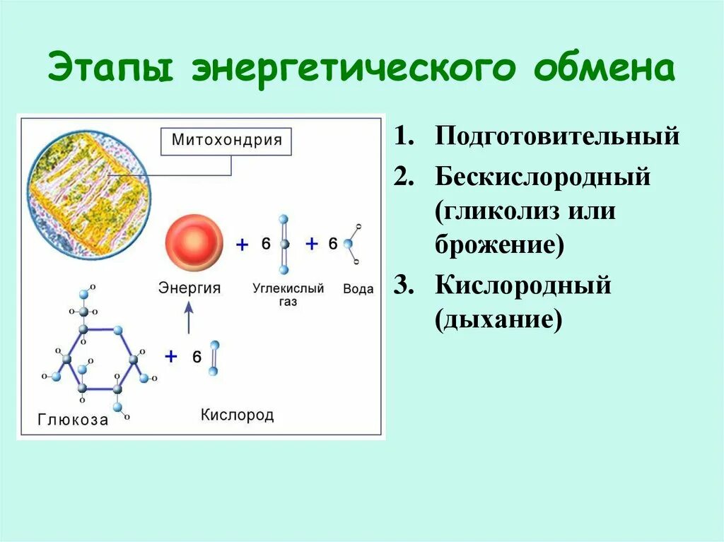 Бескислородный этап энергетического обмена происходит. Кислородный этап энергетического обмена схема. 1 Этап подготовительный энергетического обмена. Подготовительный гликолиз и кислородный. Формула подготовительного этапа энергетического обмена.