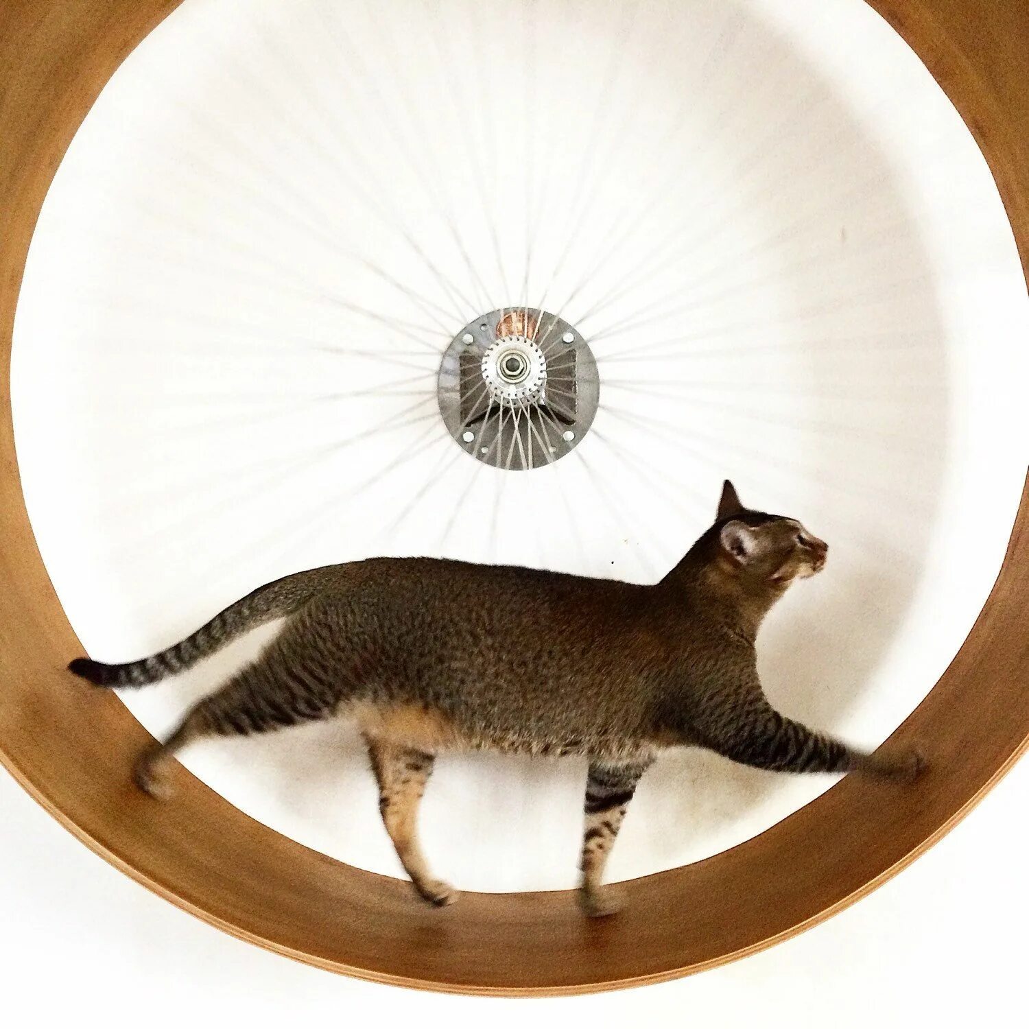 Беговое колесо для мейн куна. Беговое колесо для мейн куна. Колесо для бега для кошек. Колесо для кошек (беговая дорожка). Колесо для кошек (беговая дорожка).
