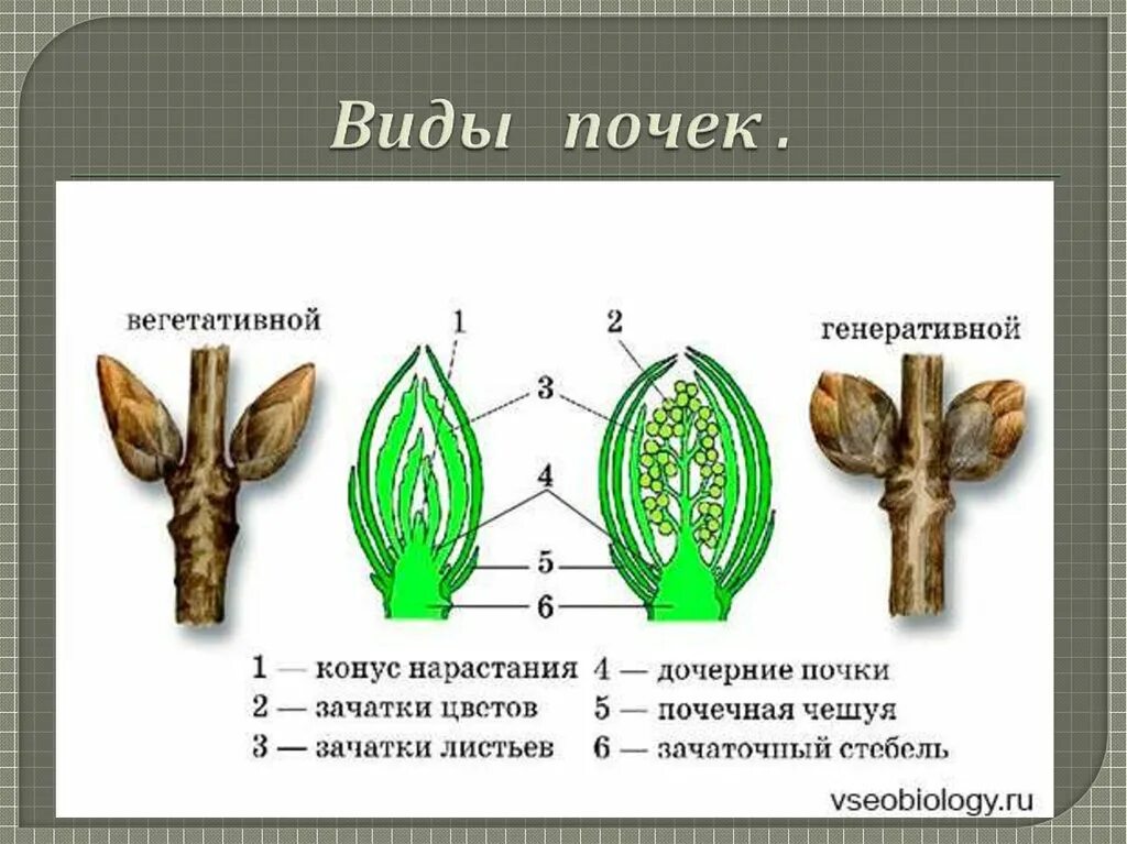 Вегетативными называют почки. Вегетативные и генеративные почки растений. Строение вегетативной и генеративной почки. Строение вегетативной почки растения. Строение генеративной почки.