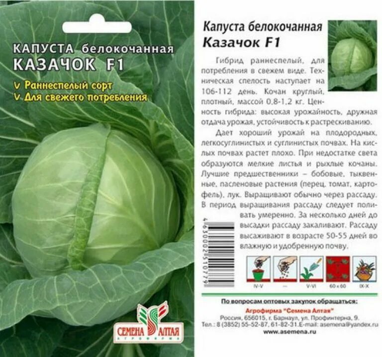 Капуста ранние сорта описание