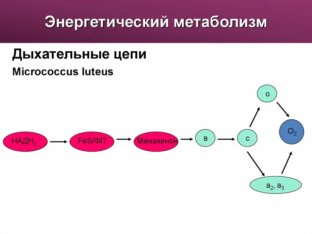 Схема катаболизма основных питательных веществ. Энергетические пути метаболизма. Энергетический обмен катаболизм. Метаболизм схема анаболизм и катаболизм. Общая схема обмена веществ в организме.