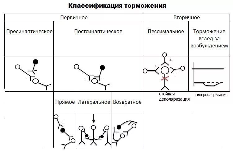 Постсинаптическое торможение в цнс. Схема пресинаптического торможения. постсинаптическое торможение схема. пресинаптическое торможение физиология механизм. схема пресинаптического торможения физиология.