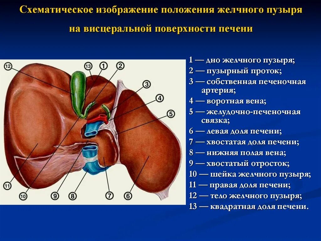 Доли висцеральной поверхности печени. Висцеральная поверхность печени анатомия. Вдавления висцеральной поверхности левой доли печени. Строение печени висцеральная поверхность поверхность.