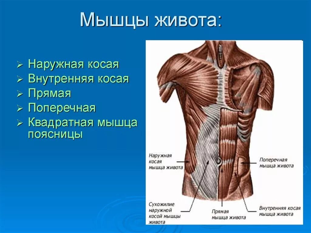 Передняя часть живота. Строение мышц живота сбоку. Мышцы живота вид спереди. Поверхностные мышцы живота вид сбоку. Мышцы живота поверхностный слой вид спереди.