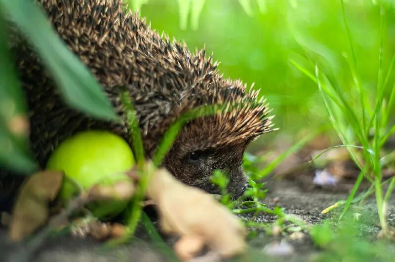 сосна горная пумилио. сосна тунберга thunderhead. сосна горная пинус муго гном. сосна ежик. сосна горная мугус (mughus).
