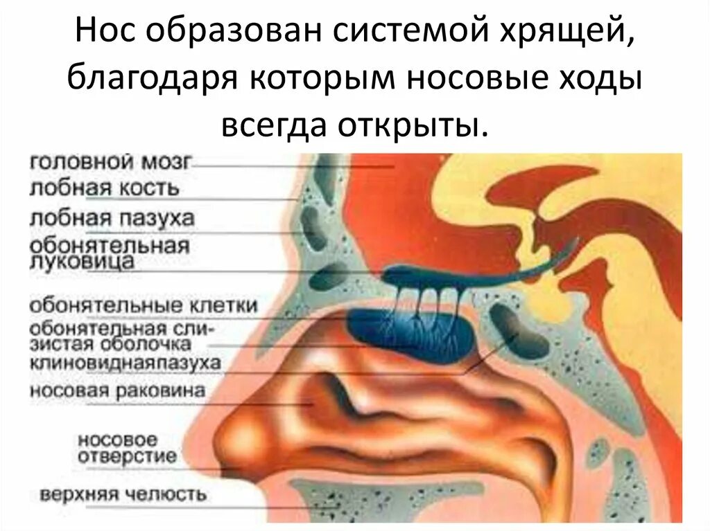 Сагиттальный срез носовых пазух. Полость носа. Полость носа строение. Слизистые оболочки носовых ходов